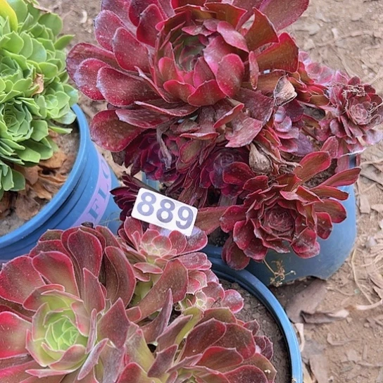 .***满多肉植物两个法师