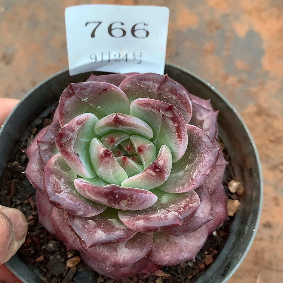 【闪购商品】云766号夜魔侠7厘米