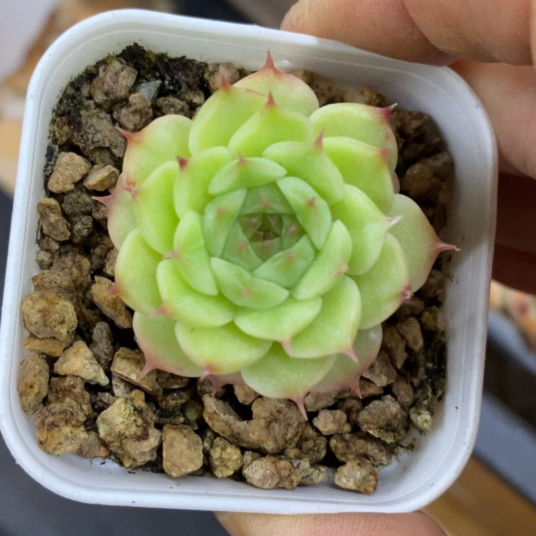 精品多肉一物一拍不包整193