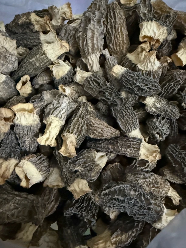 头茬高山林地干羊肚菌煲汤打火锅必备