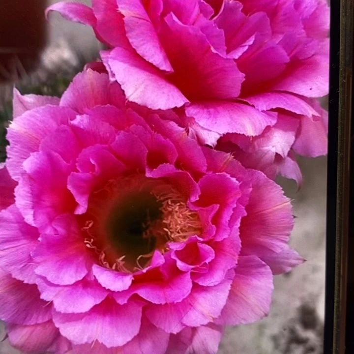 彩草85号7公分左右