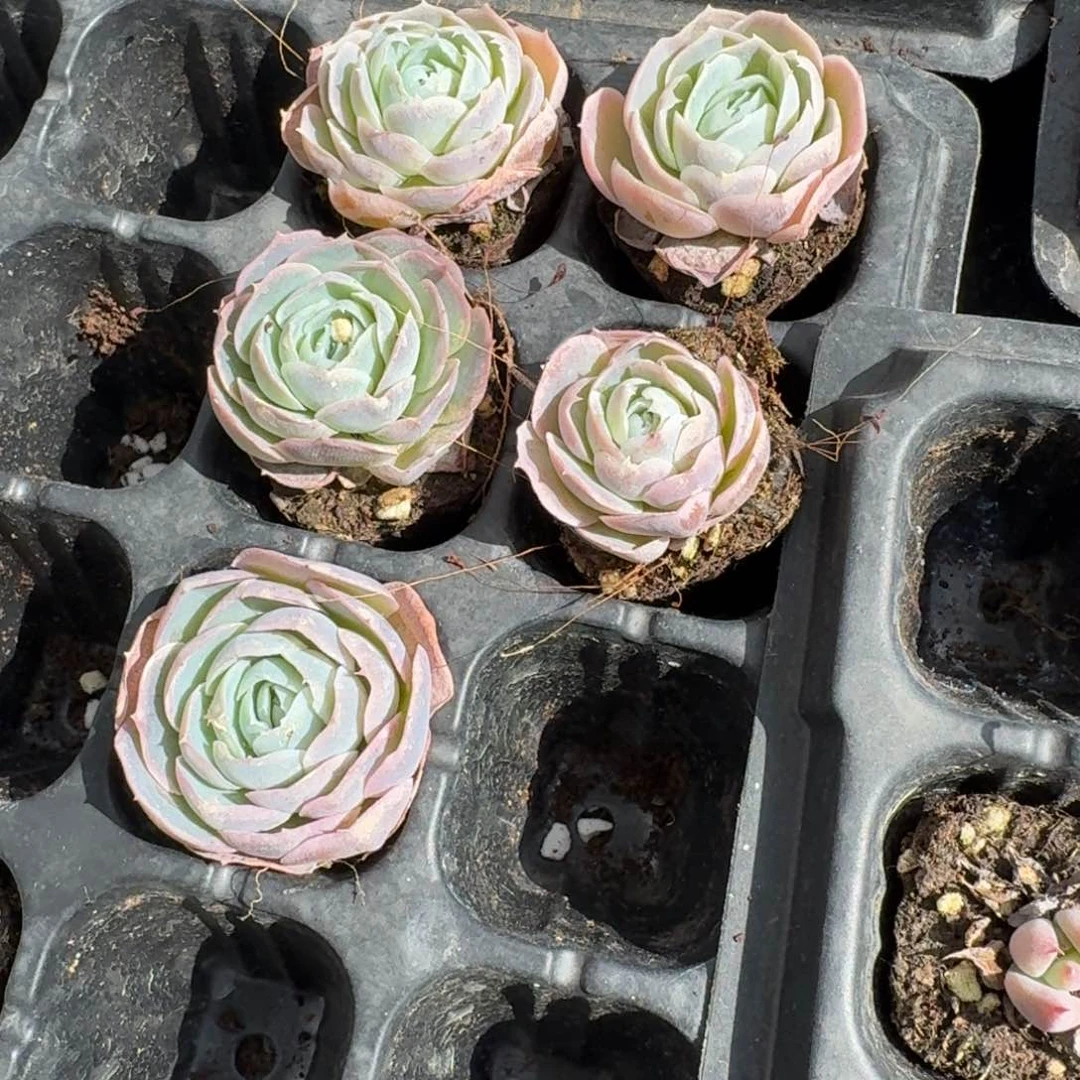 蓝丝绒五颗量拍发货2-34