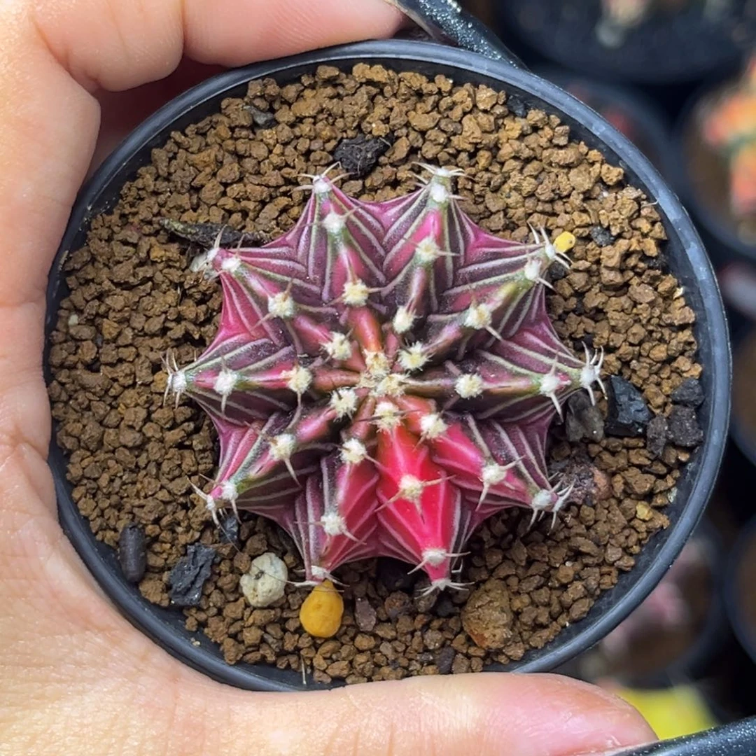 泰系肋骨锦 带盆土发货