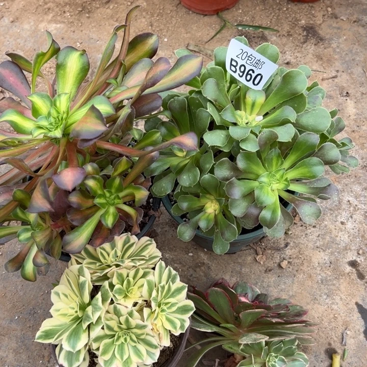 多肉植物960种植物