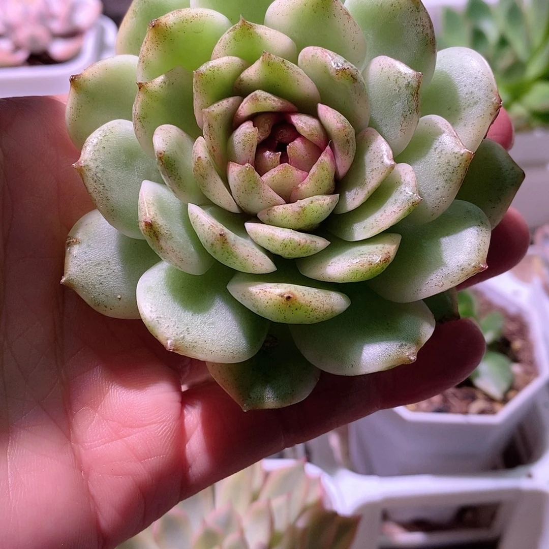 水晶玫瑰锦多肉微瑕疵