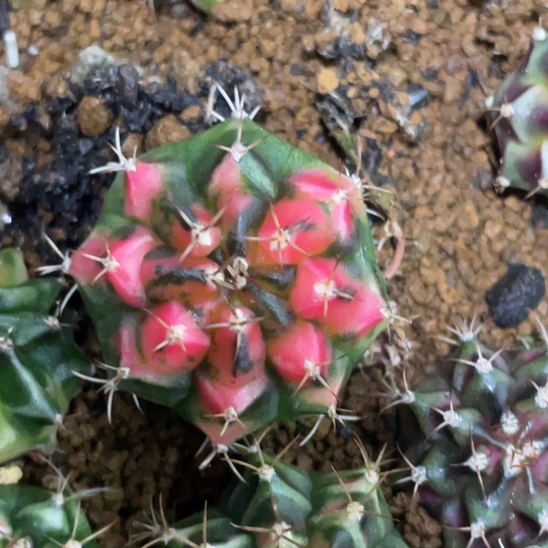 当前无花朵，栽培后可花朵粉水晶
