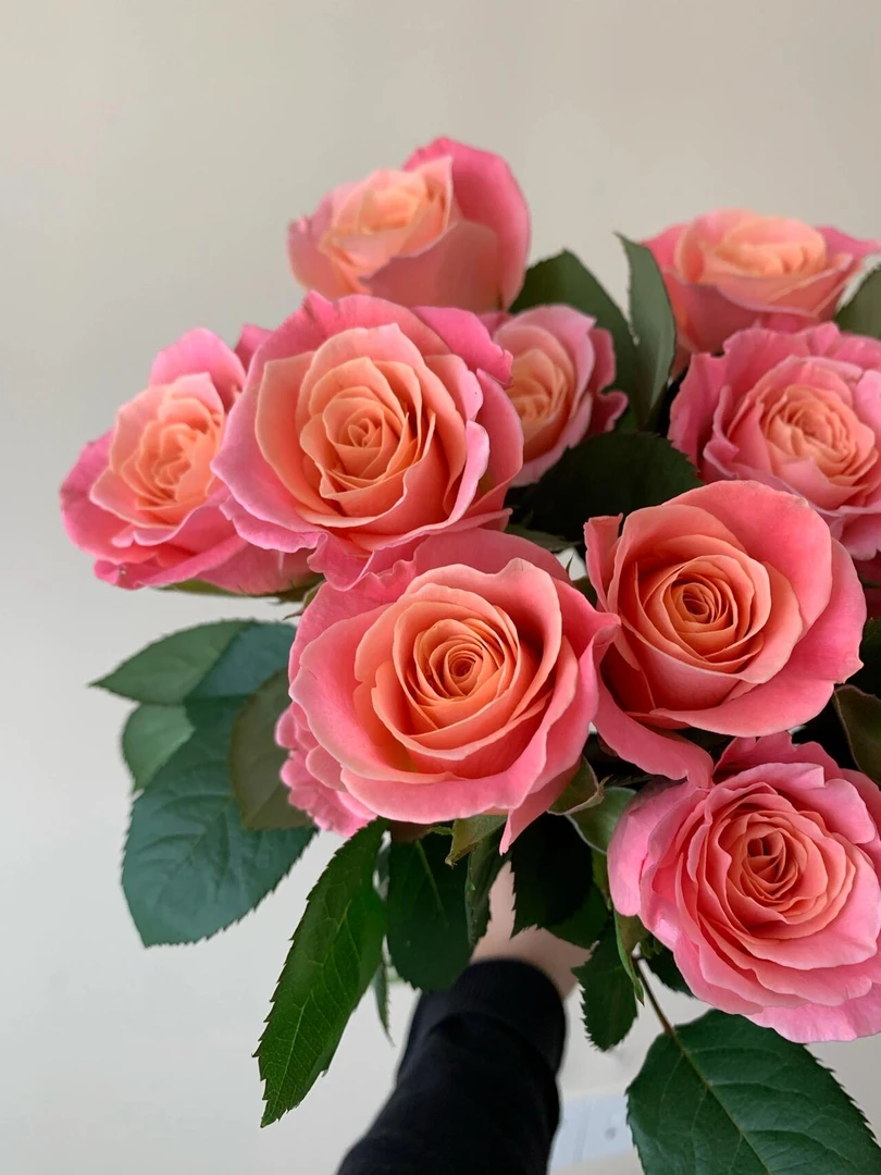 【猪小姐】玫瑰花 云南基地直发鲜花