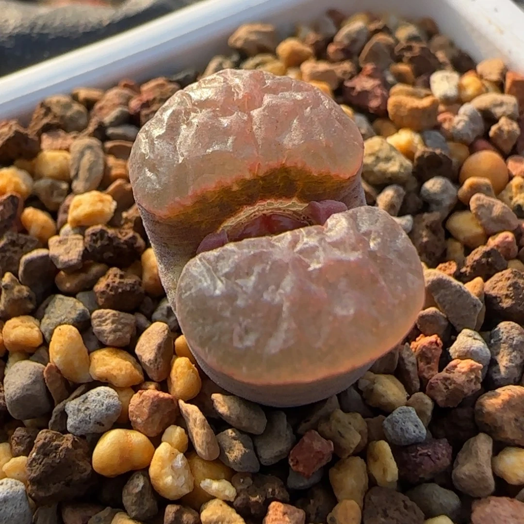多肉植物紫体磁铁99号
