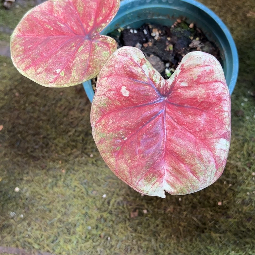 无花朵复古圆脸哈啦吧啦养定36