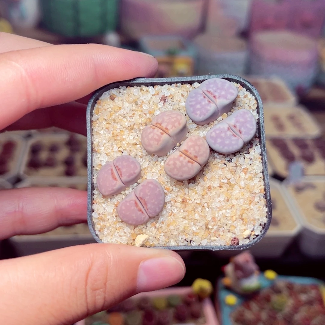 14号带盆包邮发货
