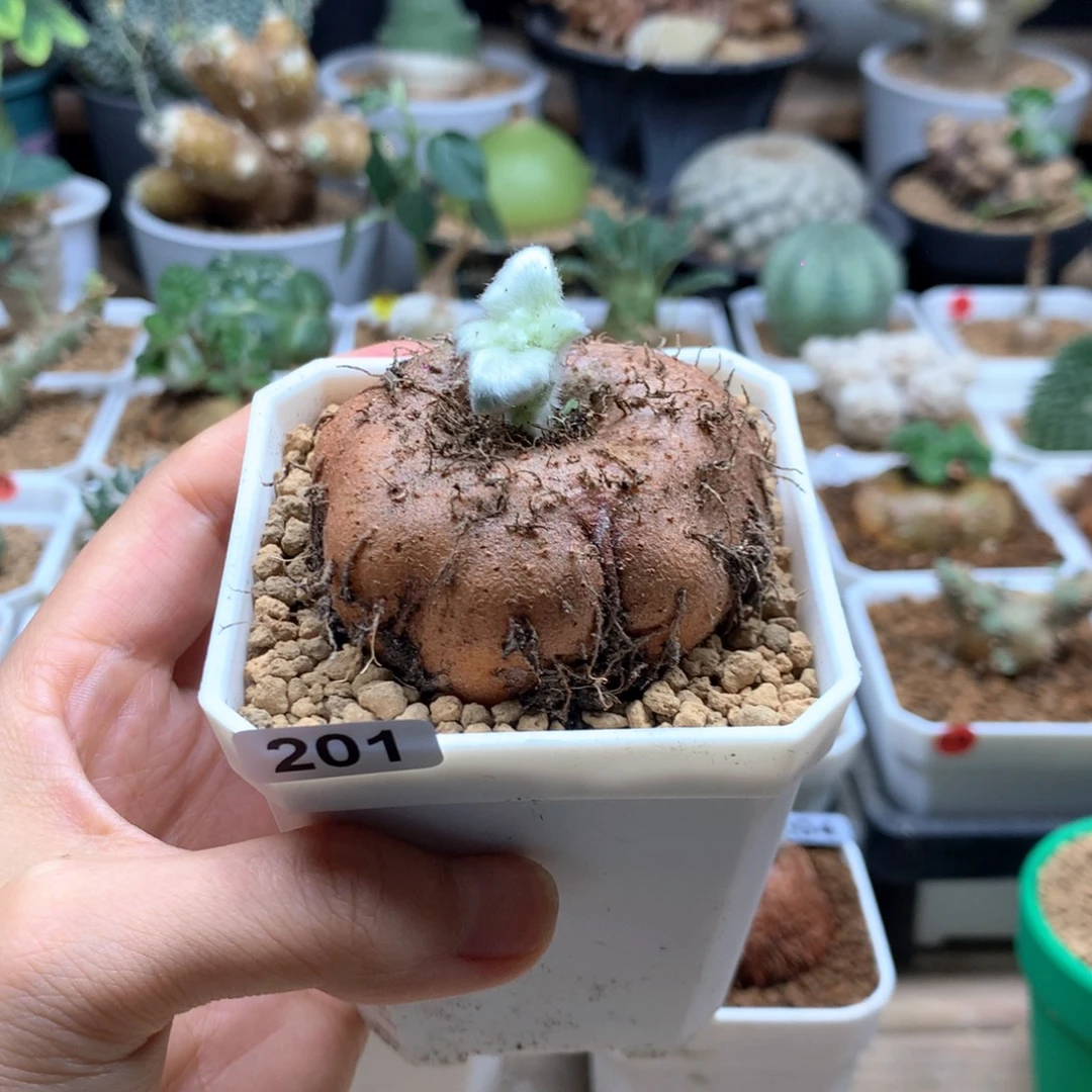 断崖女王带盆多肉201