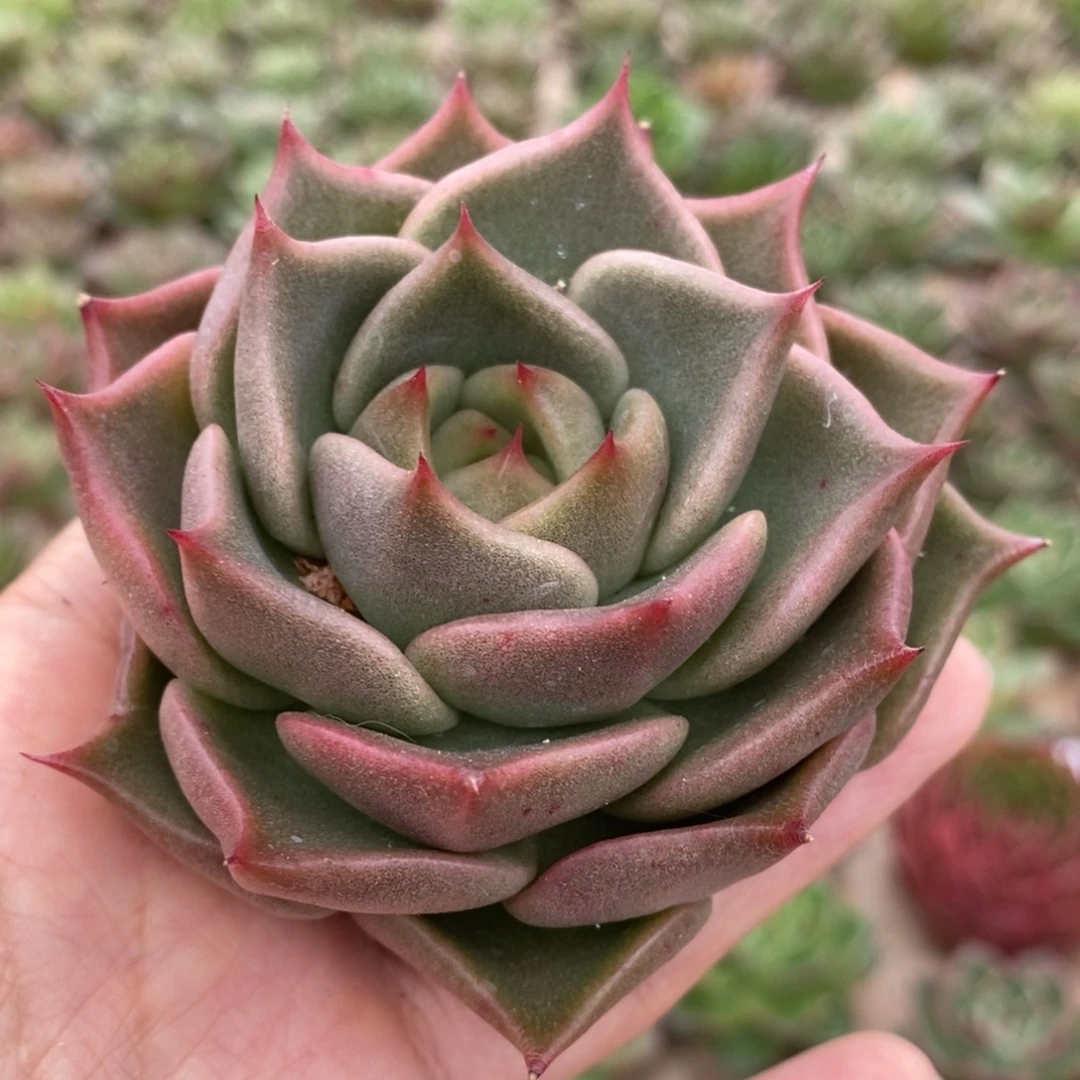 无花朵163 号东云系多肉植物