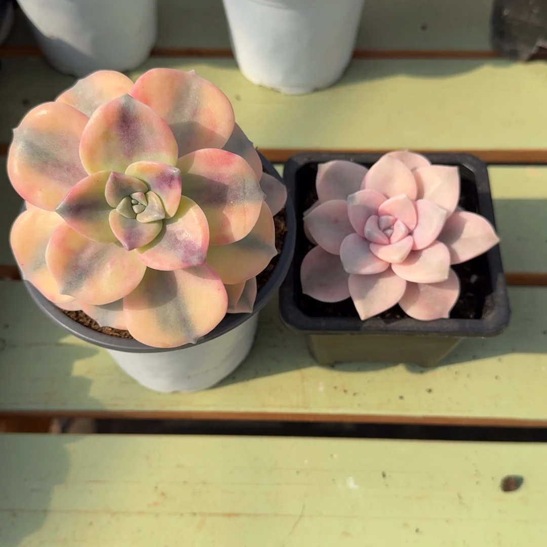 西***蛋紫乐锦两颗锦上园艺一物一拍