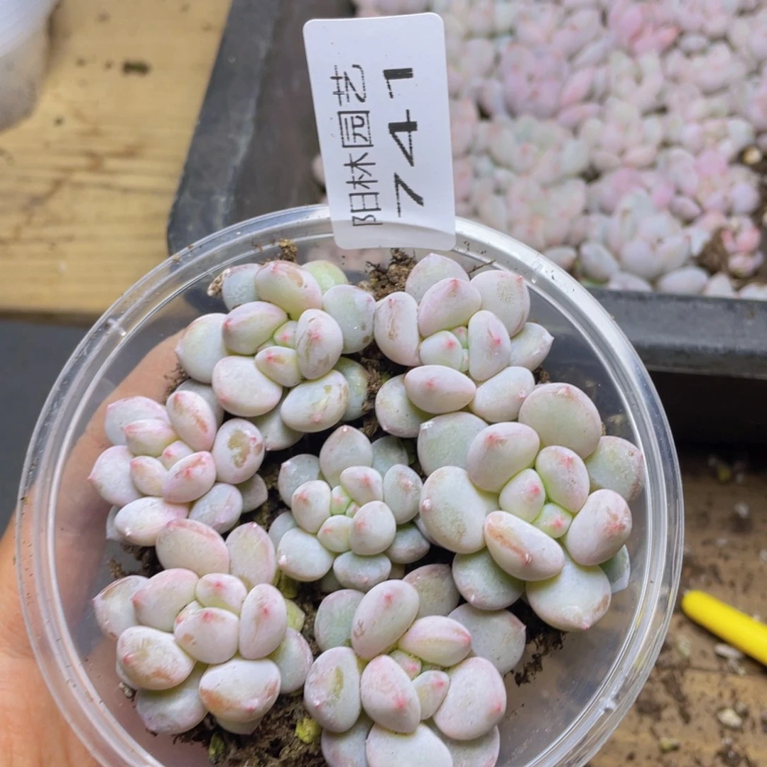 多肉植物多肉植物741