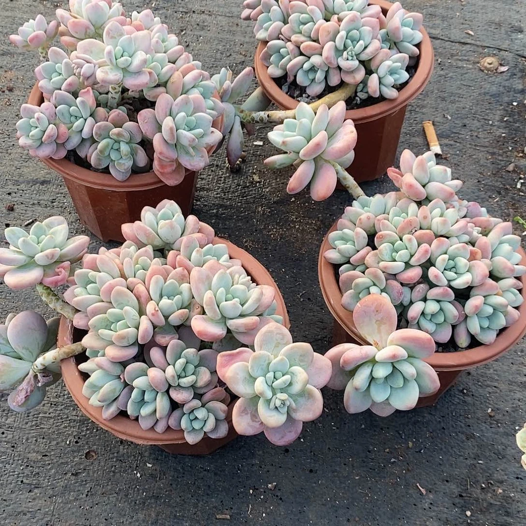 红罗神1颗多肉植物
