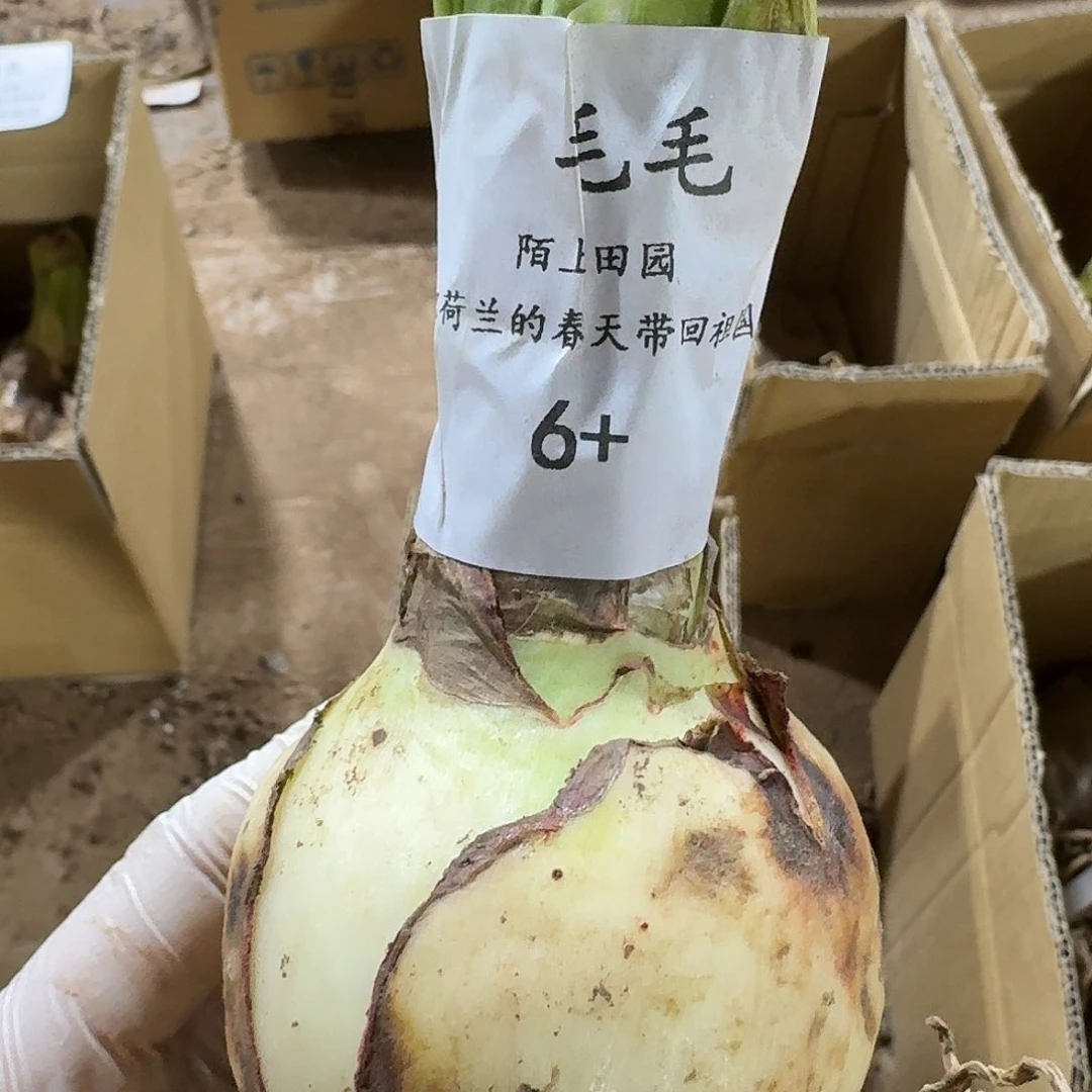 毛毛6+发发发发发发