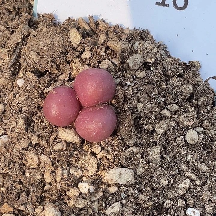 ~**~9-16肉锥多肉植物