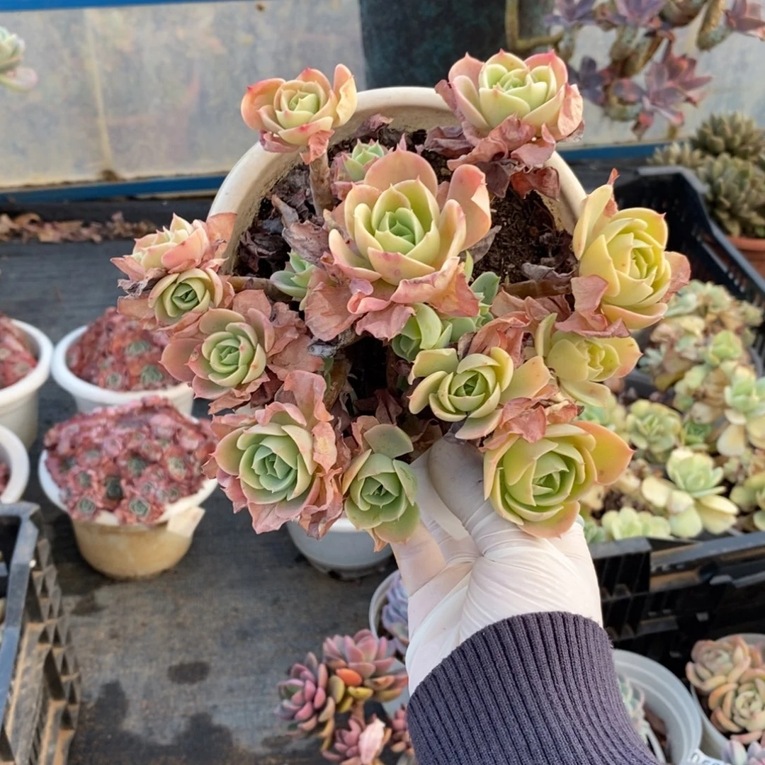 ᨳ***ᐝ4065柠檬玫瑰一物一拍