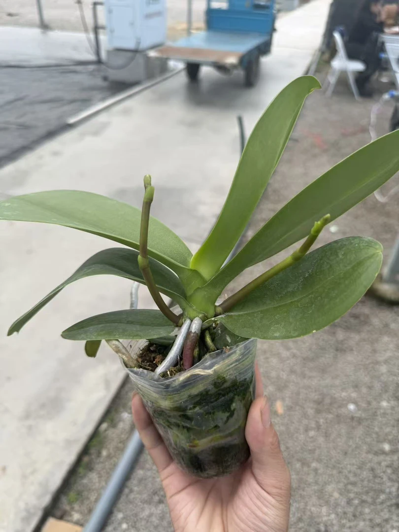兰屿 LYSLAND【海蓝之谜2.8寸】蝴蝶兰鲜花盆栽