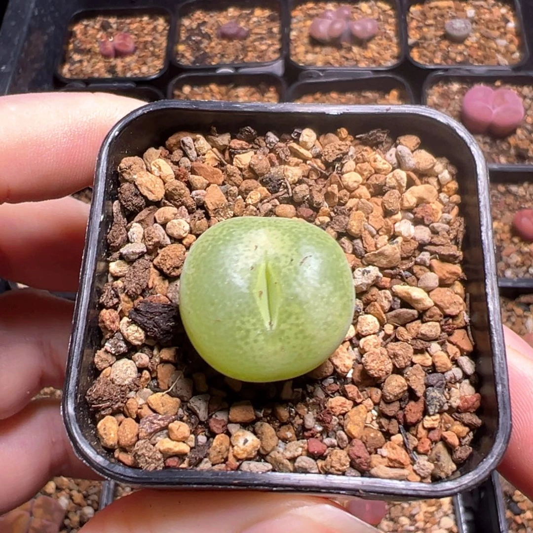 11-121 00翠光一棵