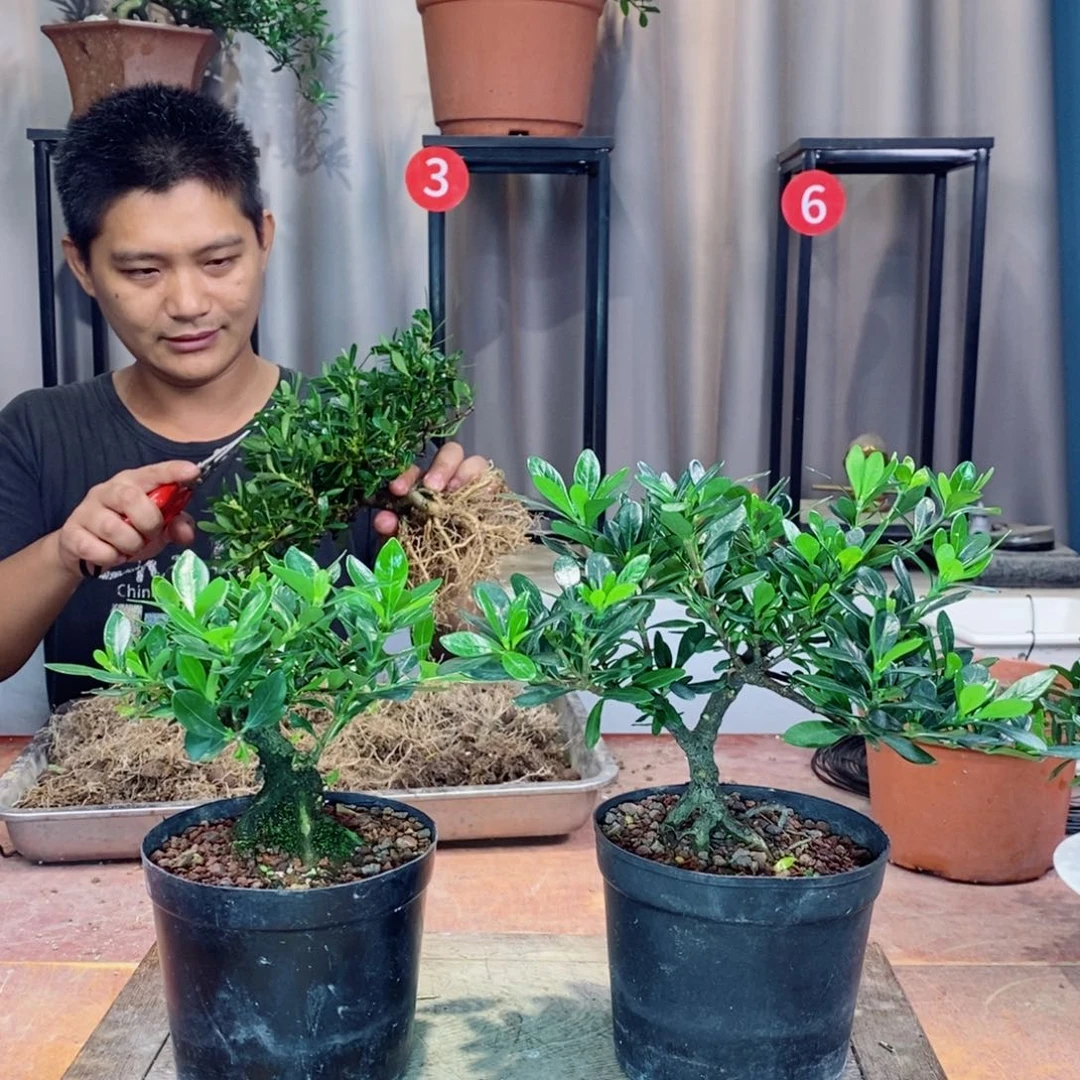 以实际为准栀子花