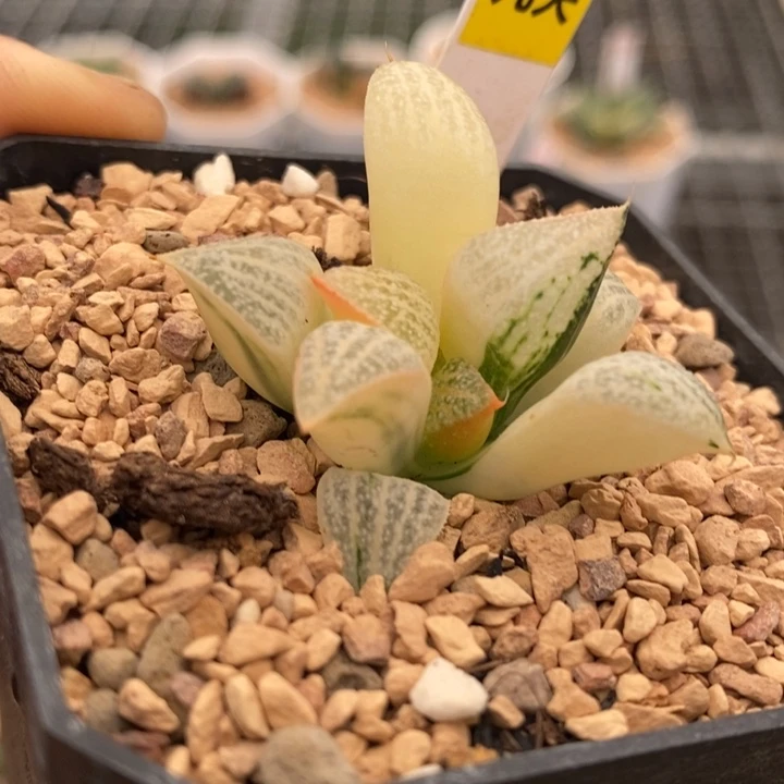 686号特选青蟹锦多肉