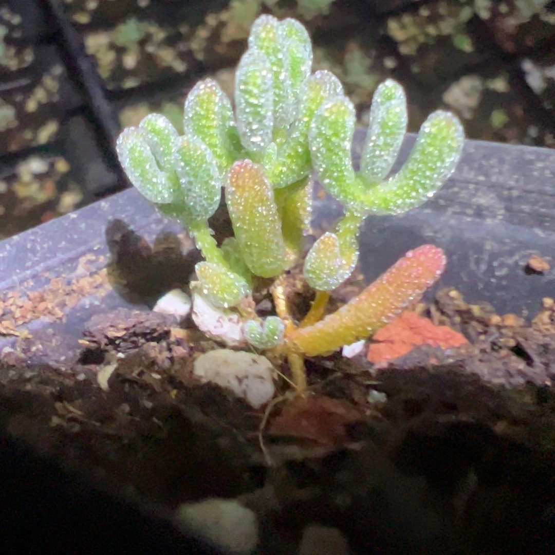 实生冰晶小树型55杯