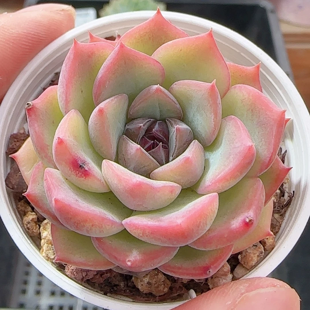 多肉0928--28福利