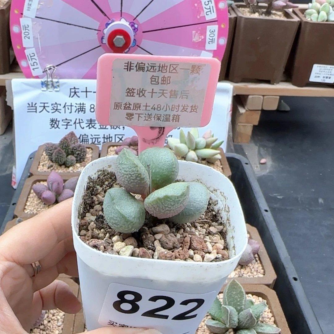 822流萤多肉植物