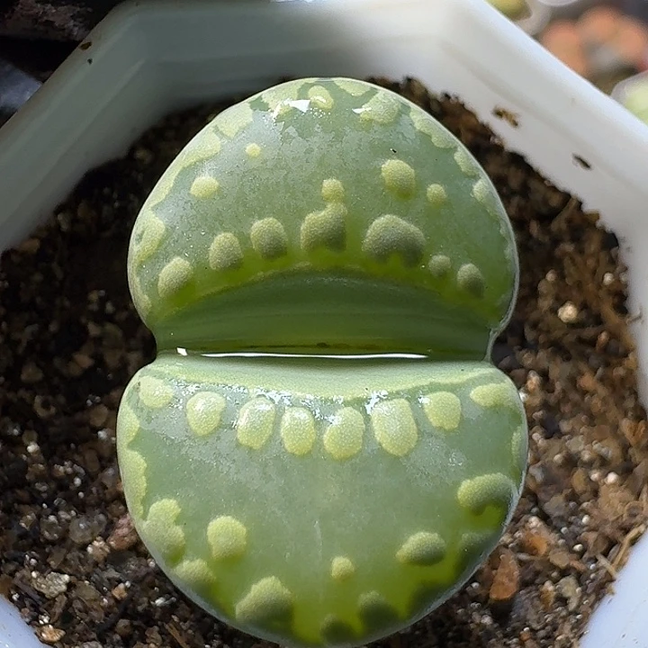 生石花1111111。   101