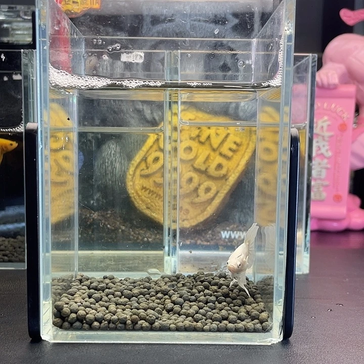 斗鱼74号923早超白