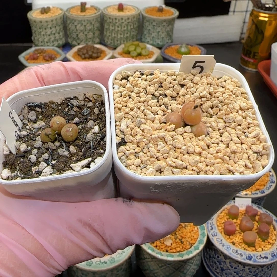 盐**球肉锥多肉植物百科-808