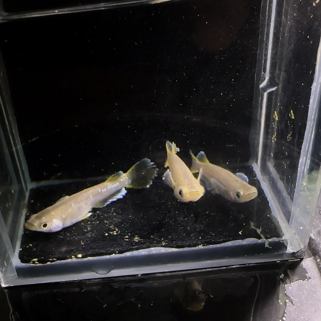 青鳉鱼观背青鱂一物一拍101