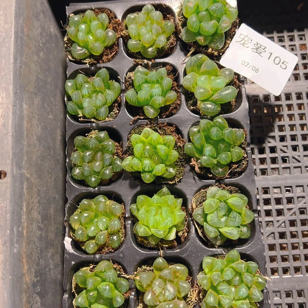 直播福利一物一拍105