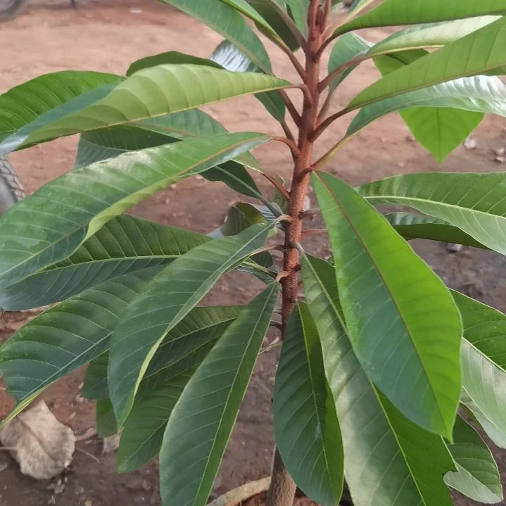 雍***8当前无花栽培后可以开花