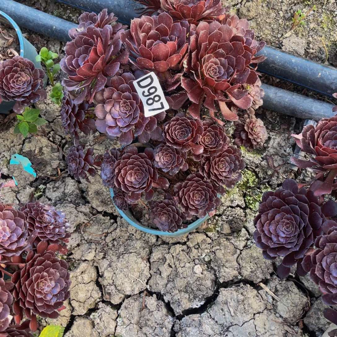 墨铜法师26///-31包邮