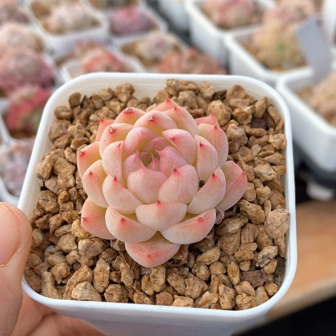 精品多肉一物一拍不包整64