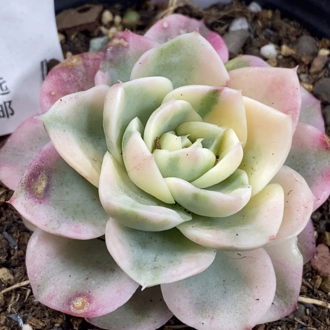 752麦秆锦杂花福伦锦