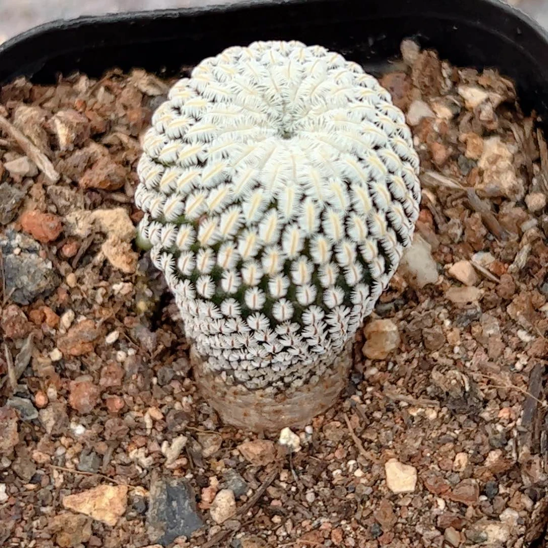 用****1实生白斜子仙人球