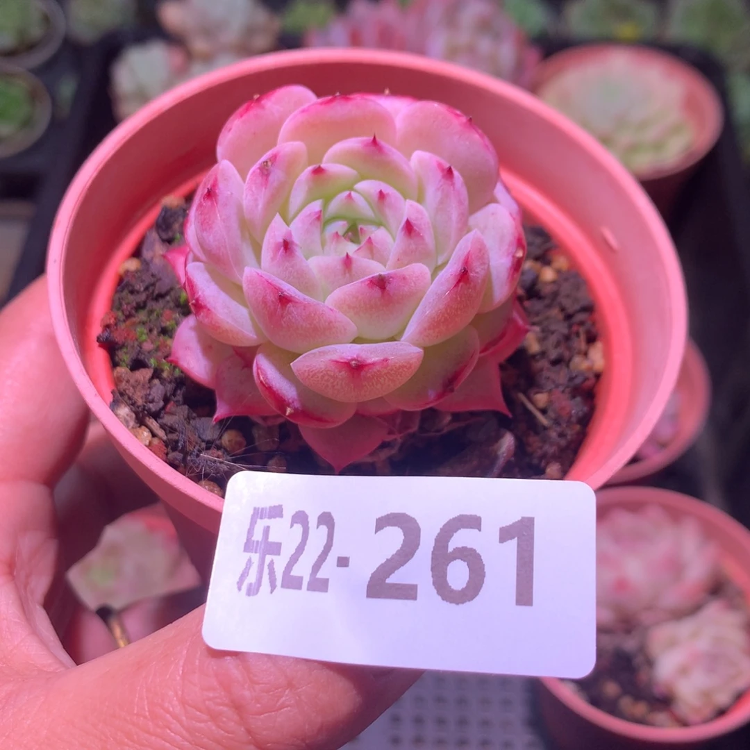 乐然22-261 薄荷冰沙