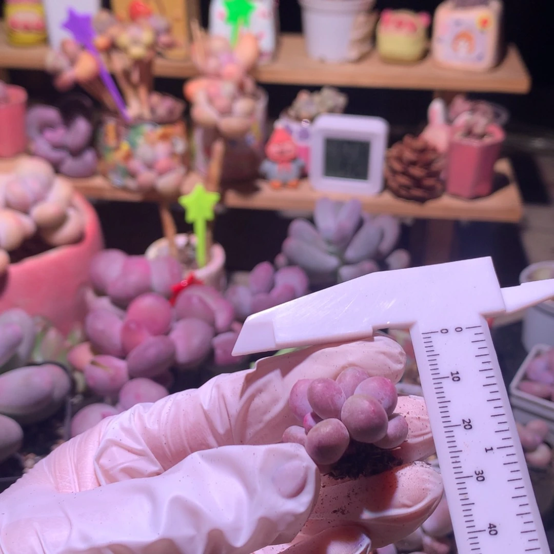 蛋黄奶酪多肉蛋黄奶