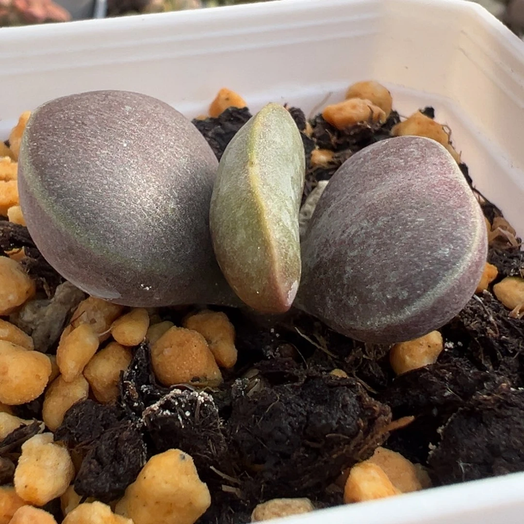 63满斑花蛋老桩水泡