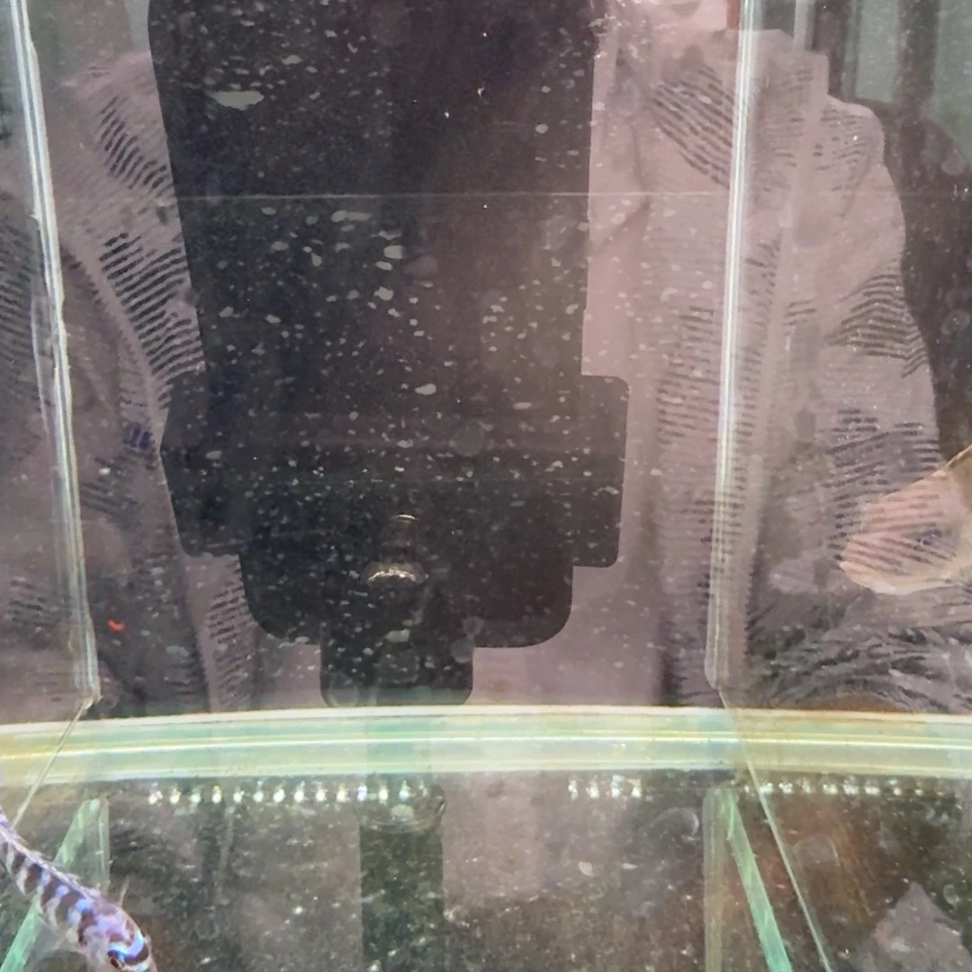 慈鲷1229蓝斑马。