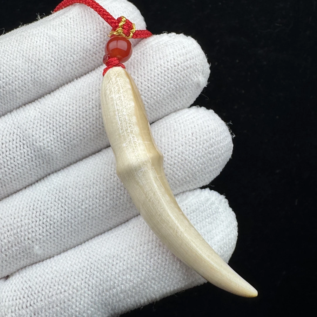 L4061天然猛犸牙 雕刻牙尖55.5mm支持鉴定 假一罚四