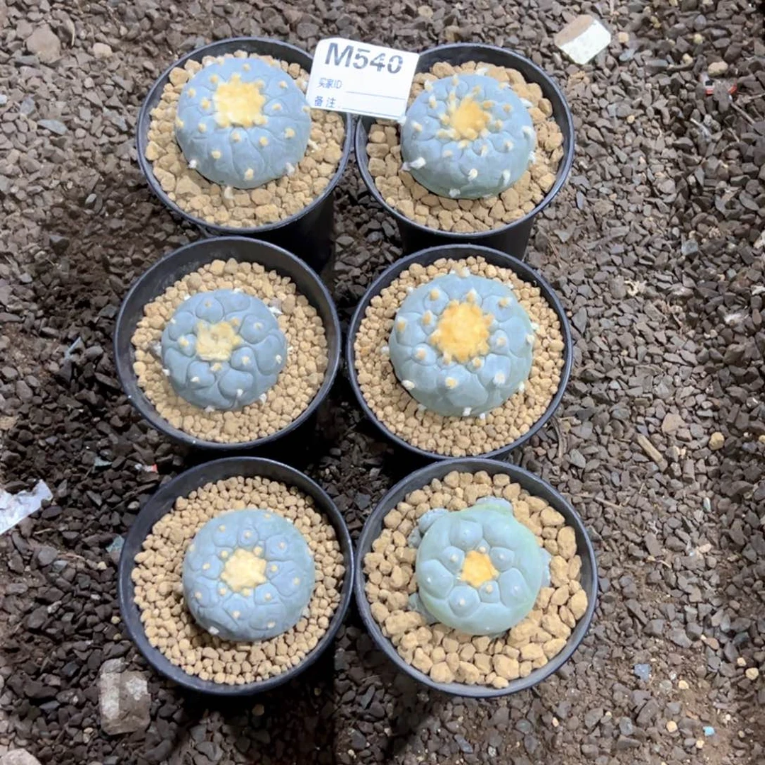 S***.m540Su专拍新春价