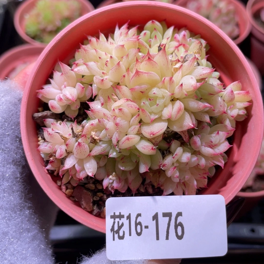 花利美16-176麦秆群