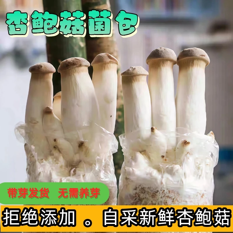 【带芽发货】杏鲍菇菌包特大蘑菇种子平菇室内种植菌子种植菌种包