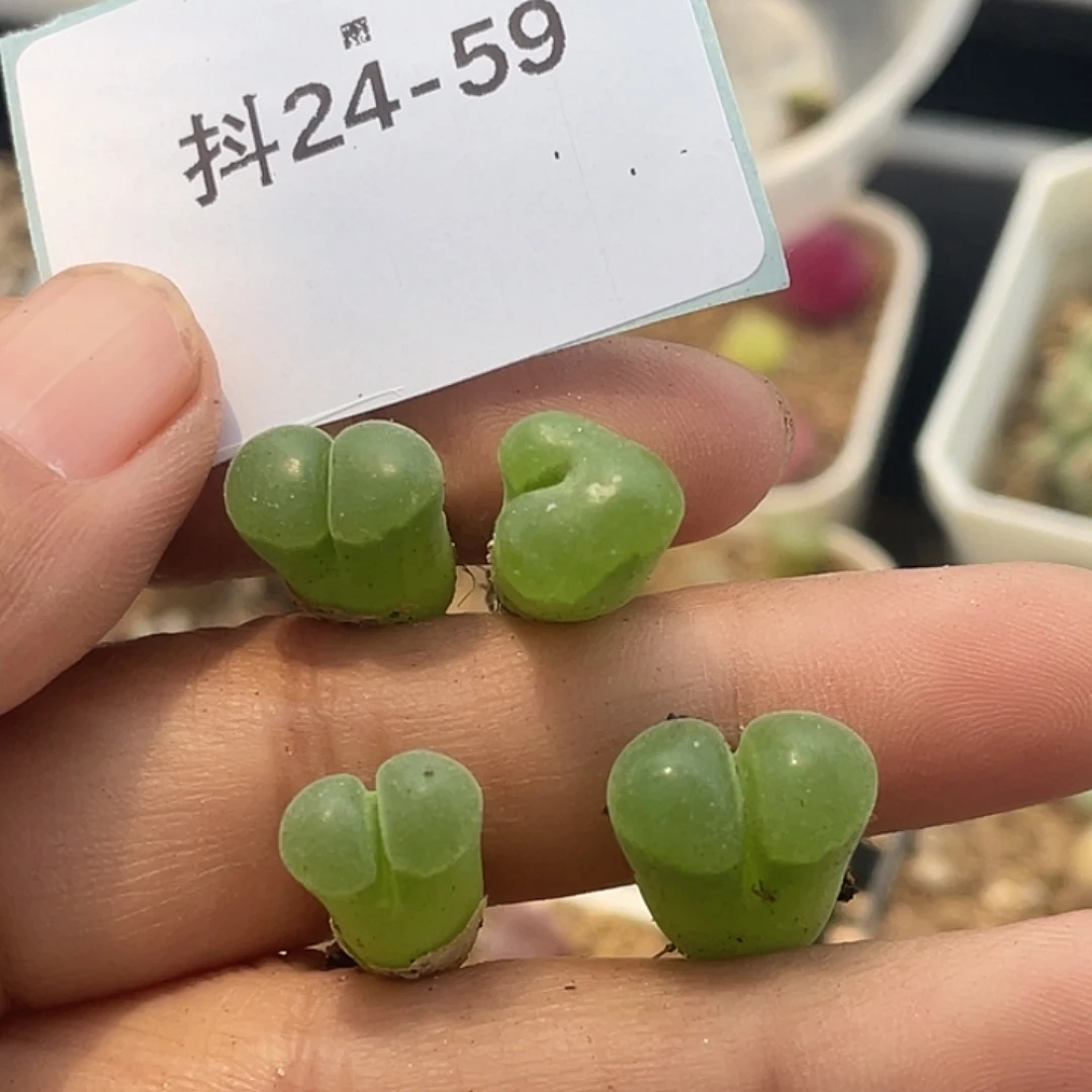 水*冻24-59极窗风铃肉锥