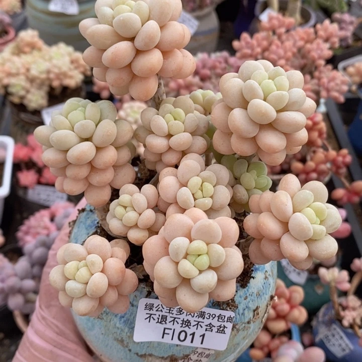 洛可可老桩10cm1011多肉植物