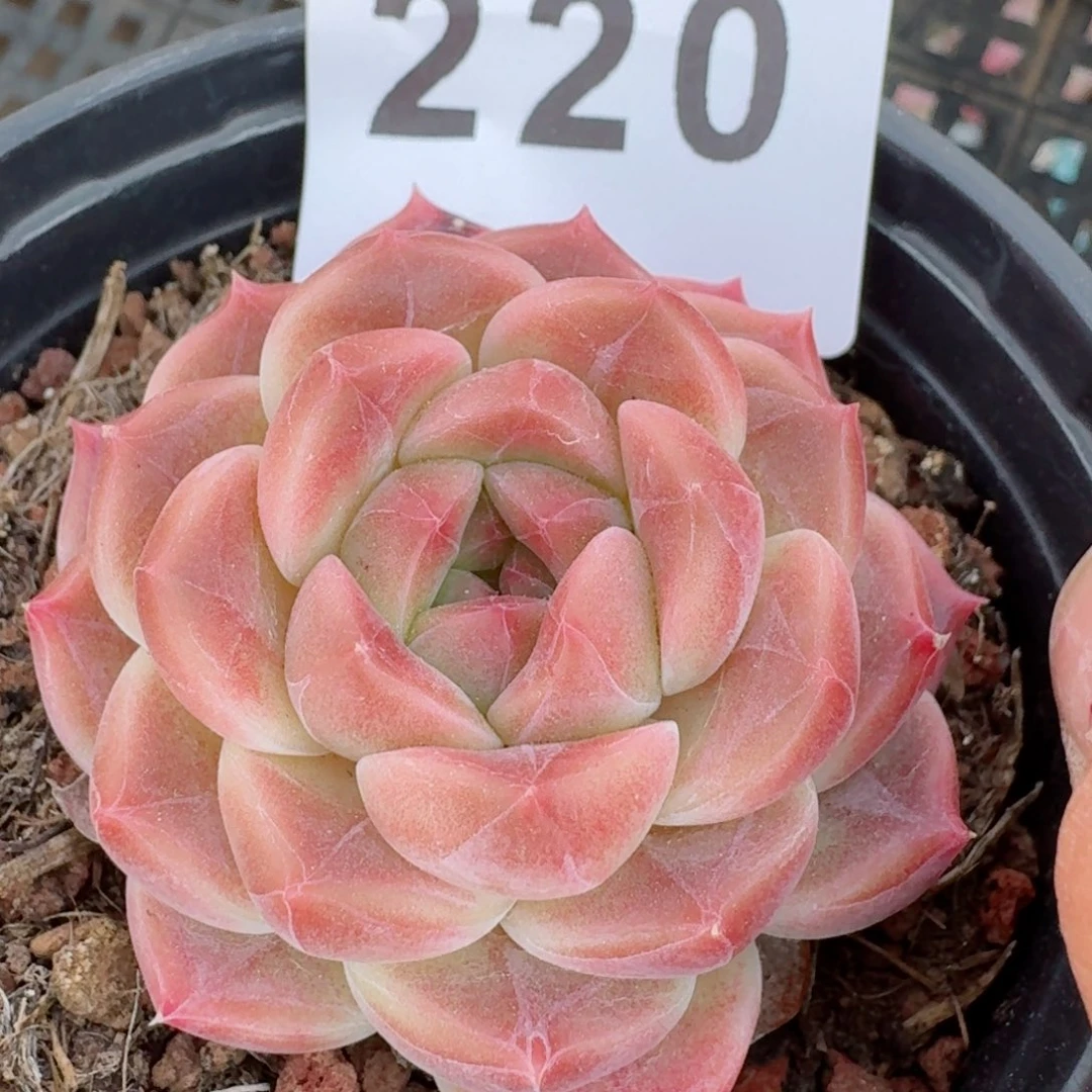 巧克力冰魄         多肉植物
